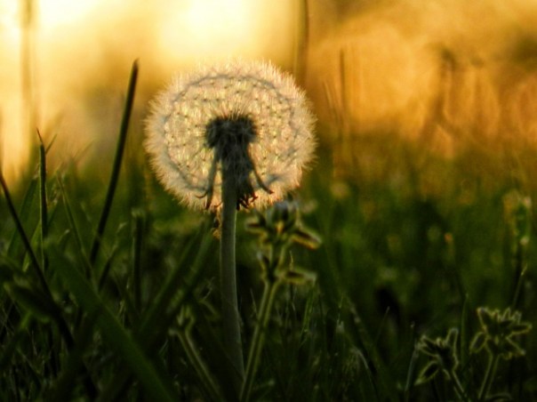 dandelion