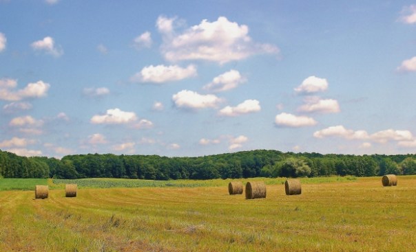 fieldsandhay