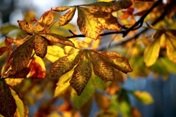 fallleaves
