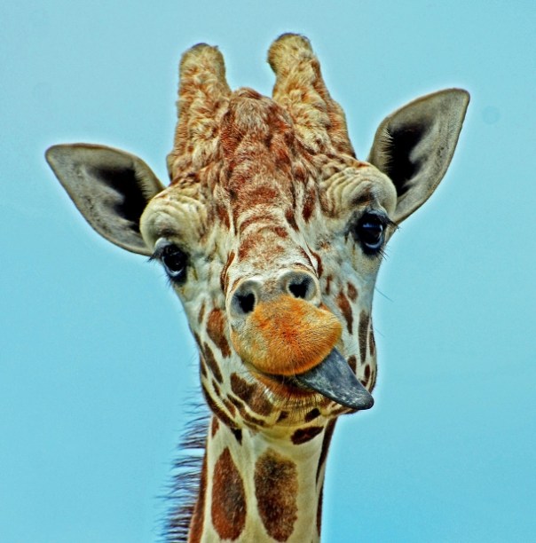 giraffe