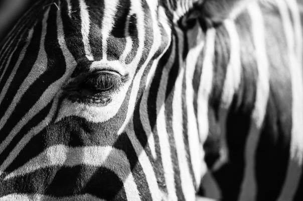 zebra