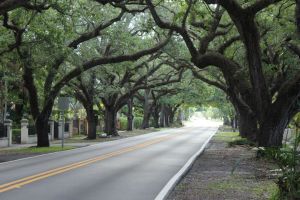 arch of banyan trees
