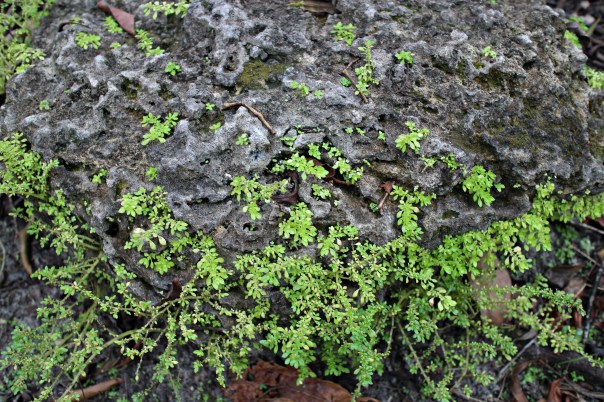 planties in a rock