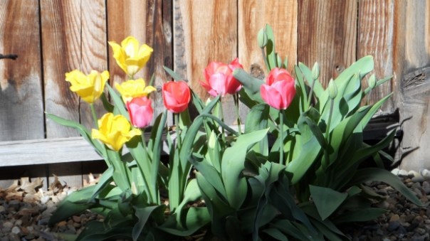 spring flowers and fence