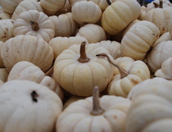 white-pumpkins
